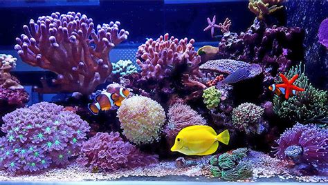 Marine Saltwater Aquarium Fish .